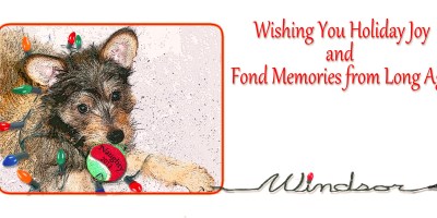 Christmas card of puppy